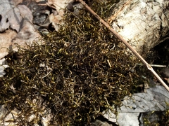 Dichelyma capillaceum