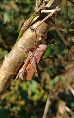 Coptacrinae