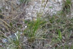 Helictotrichon convolutum