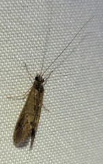 Hydropsyche simulans