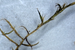 Dichelyma capillaceum