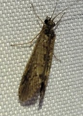 Hydropsyche simulans