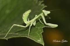 Pseudoxyops