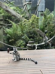 Lemur