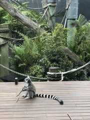 Lemur