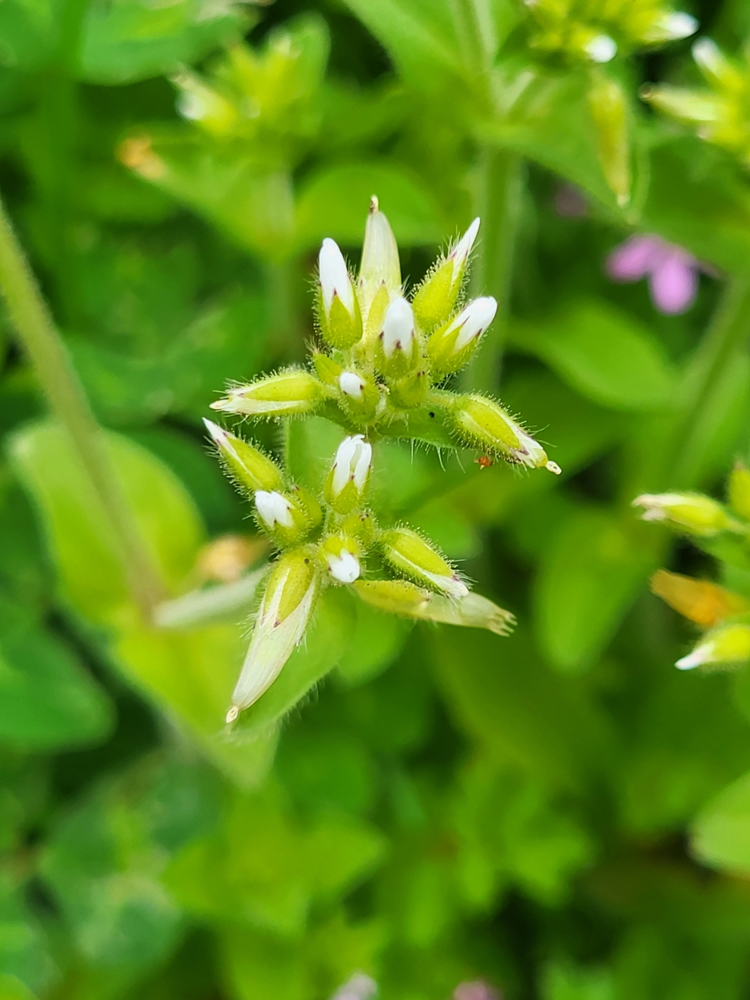Cerastium glomeratum