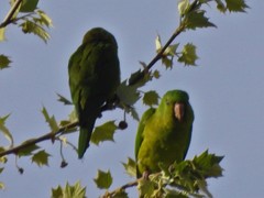 Psittacara holochlorus