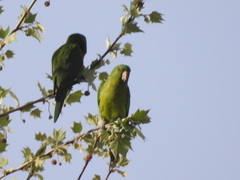 Psittacara holochlorus