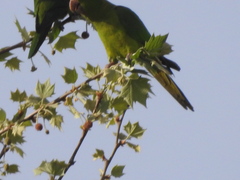 Psittacara holochlorus