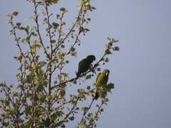 Psittacara holochlorus