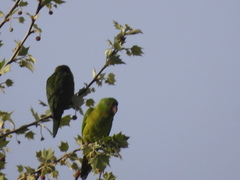 Psittacara holochlorus