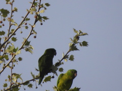 Psittacara holochlorus