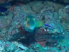 Canthigaster epilampra