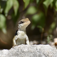 Leiocephalus macropus
