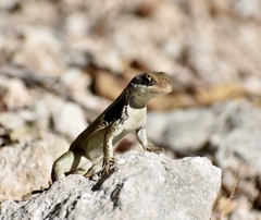 Leiocephalus macropus