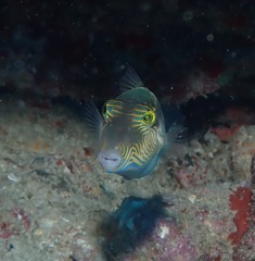 Canthigaster epilampra