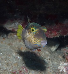 Canthigaster epilampra
