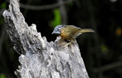 Stachyris nigriceps