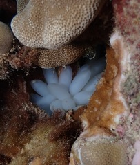 Sepioteuthis lessoniana