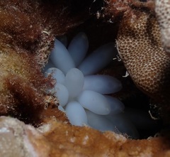 Sepioteuthis lessoniana
