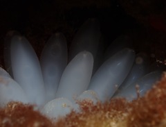 Sepioteuthis lessoniana