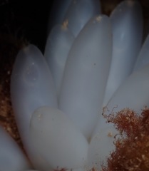 Sepioteuthis lessoniana