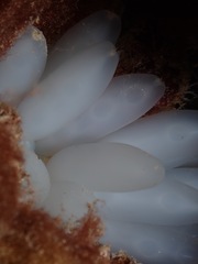 Sepioteuthis lessoniana