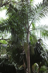 Deckenia nobilis