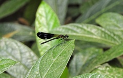 Aristocypha fenestrella