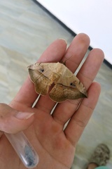 Hypopyra vespertilio