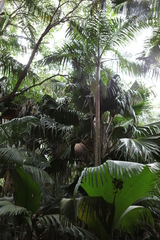 Deckenia nobilis