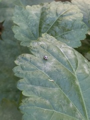 Psyllobora picta