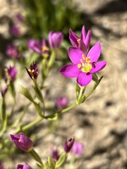 Zeltnera calycosa