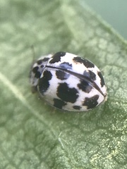 Psyllobora picta