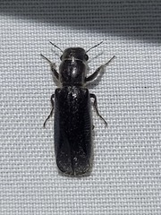 Melalgus plicatus