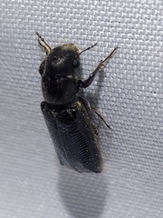 Melalgus plicatus