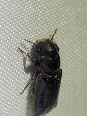 Melalgus plicatus