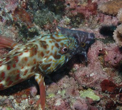 Pervagor aspricaudus