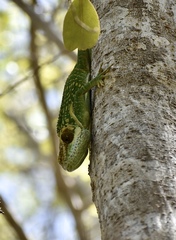 Anolis smallwoodi