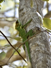 Anolis smallwoodi