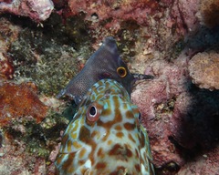 Pervagor aspricaudus