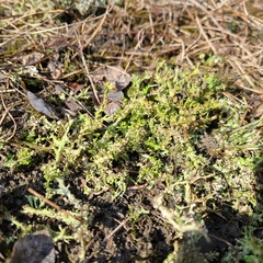Cladonia multiformis