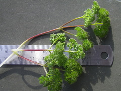 Annesorhiza macrocarpa