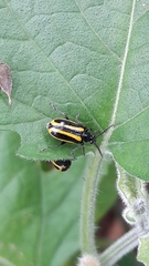 Lema confusa virgata