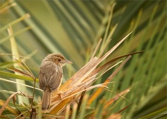 Cisticola erythrops