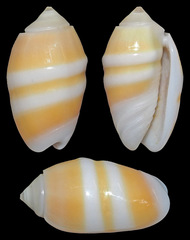 Oliva carneola