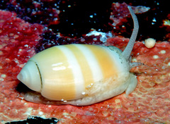 Oliva carneola