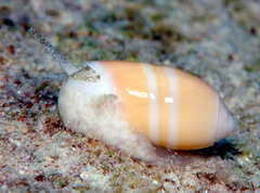 Oliva carneola