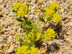 Lepidium flavum
