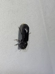 Melalgus plicatus
